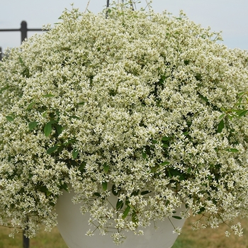 Euphorbia hypericifolia 'Star Dust White Flash'