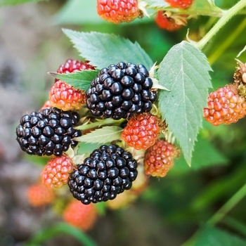 Rubus 'Apache'