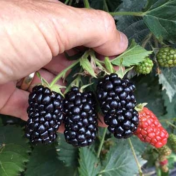 Rubus 'APF-190T' PP28598