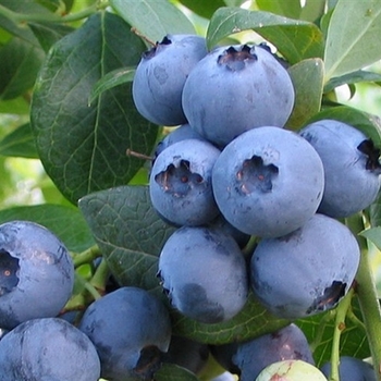 Vaccinium ashei 'Alapaha' PP16266