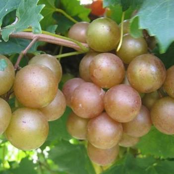 Vitis rotundifolia 'Triumph'