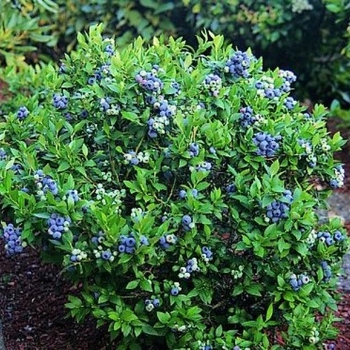 Vaccinium ashei 'Powder Blue'