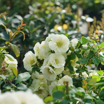 Chaenomeles japonica