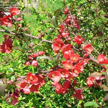 Chaenomeles x superba 'Crimson And Gold'
