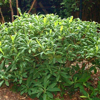 Edgeworthia papyrifera