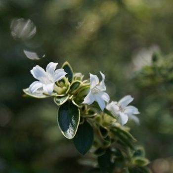 Serissa foetida 'Variegata'