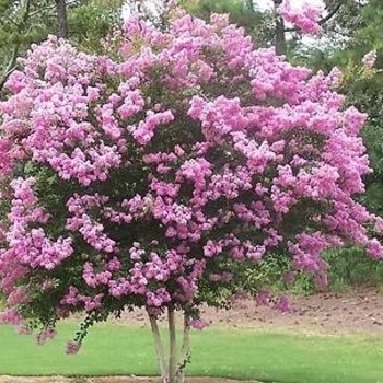 Lagerstroemia indica 'Whit VIII' PP16616