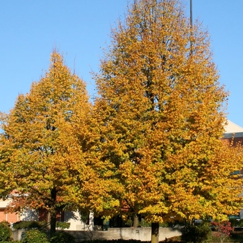 Tilia cordata