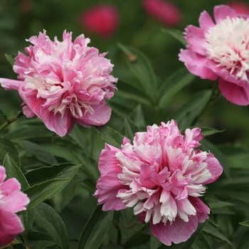 Paeonia lactiflora 'Celebrity' 