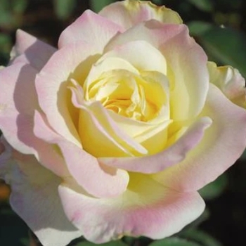 Rosa 'Garden Party' 