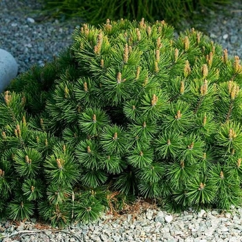Pinus mugo