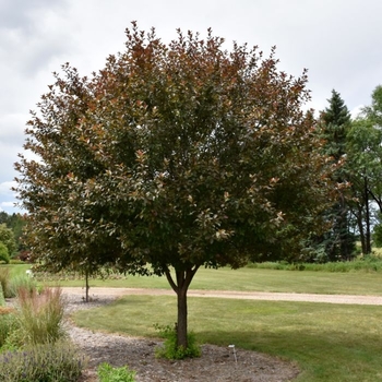 Malus 'Velvet Pillar'