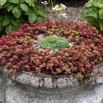 Sedum spurium 'Red Carpet' 