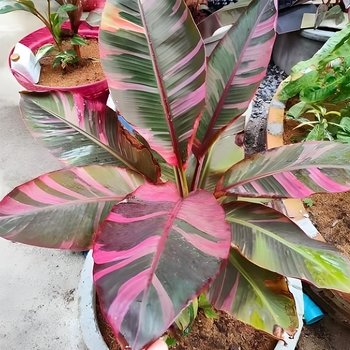 Musa 'Dwarf Cavendish' 