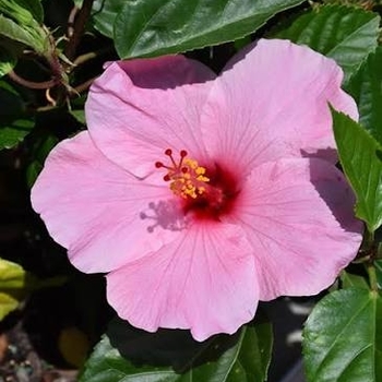 Hibiscus rosa-sinensis 'Seminole Pink'