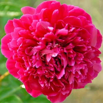 Paeonia lactiflora