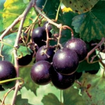 Vitis rotundifolia 'Scuppernong' 