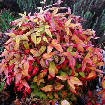 Nandina domestica 'Firehouse'