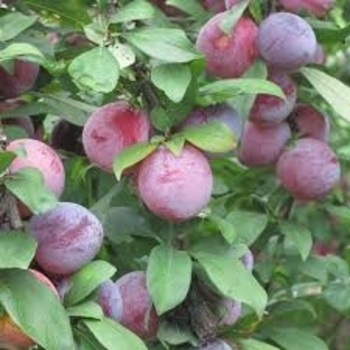 Prunus salicina 'Santa Rosa' 