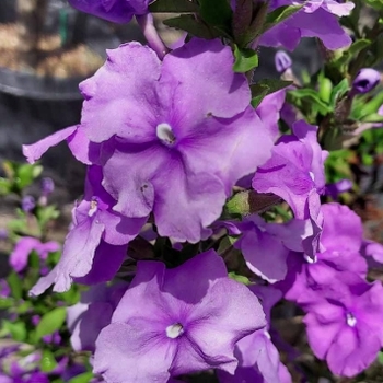 Brunfelsia pauciflora