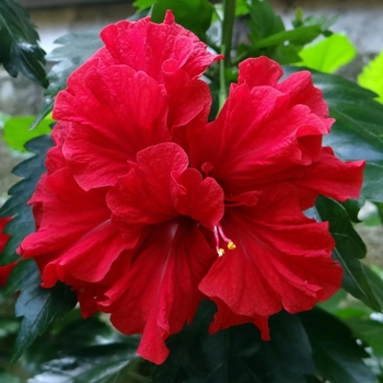Hibiscus rosa-sinensis 'Double Red'