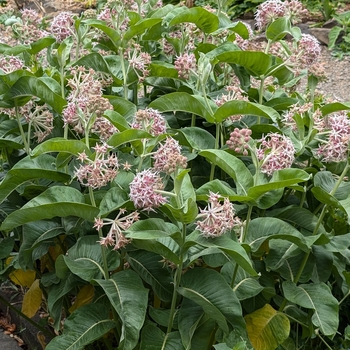 Asclepias speciosa
