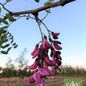 Robinia pseudoacacia 'Purple robe' 
