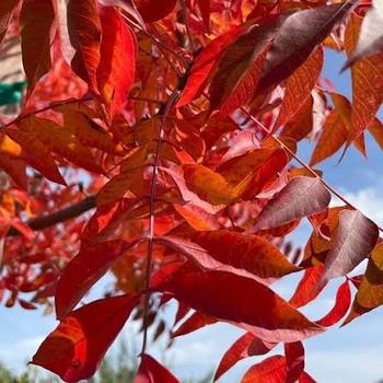 Pistacia chinensis 'Red Push' 