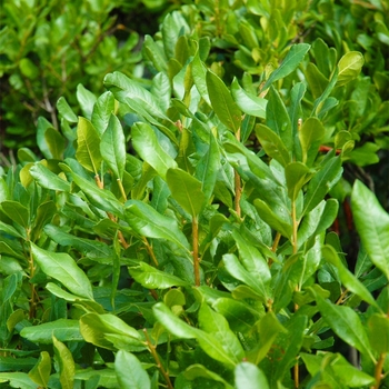 Myrica pensylvanica
