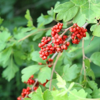 Rhus aromatica