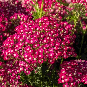 Achillea 'Summerwine' 