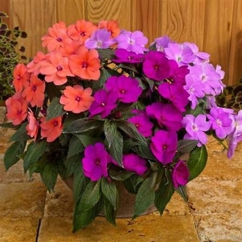 Impatiens 'Mixture'