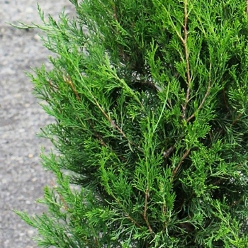 Juniperus virginiana 'J.N. Select Green' USPP29329P2