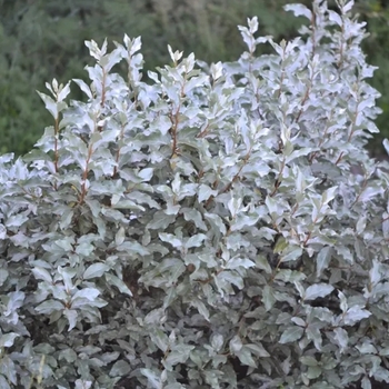 Elaeagnus commutata