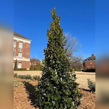 Ilex 'Ilex x EN-6' PPAF