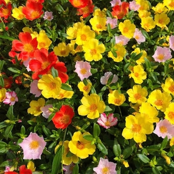 Portulaca oleracea