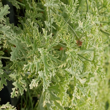 Pelargonium 'Lemon Fizz'