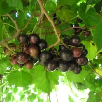Vitis rotundifolia 'Alachua' 
