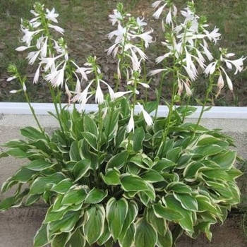 Hosta 'Host Sun 08' PPAF