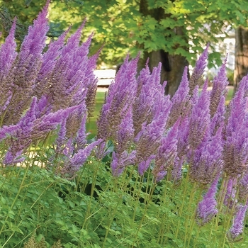 Astilbe chinensis 'Purpurkerze'