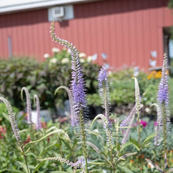 Veronicastrum virginicum 'Fascination'