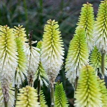 Kniphofia 'Lady Luck' PP32261