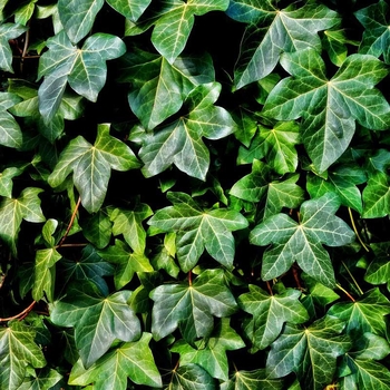 Hedera helix 'Wilsonii'