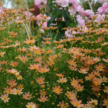 Coreopsis 'Creme Caramel™' PP22565