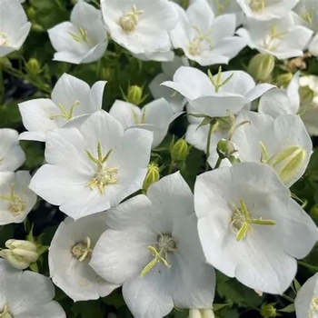 Campanula carpatica 'Pearl White'