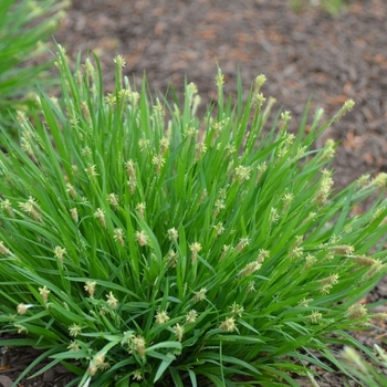 Carex leavenworthii