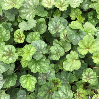Heuchera americana