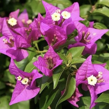Bougainvillea 'New River'