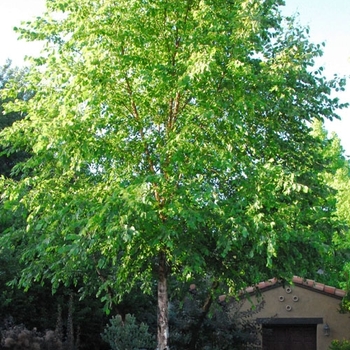 Betula nigra