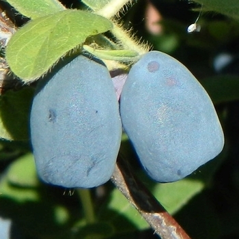 Lonicera 'Indigo Gem'